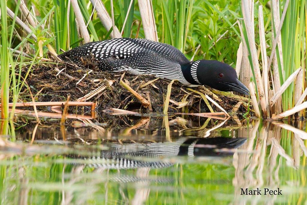 Common Loon Gavia immer by Mark Peck Bird Photography is licensed under CC BY-NC-SA 2.0